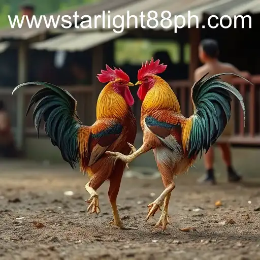 The Complex World of Cockfighting and the Role of StarLight88